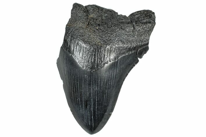 Partial, Fossil Megalodon Tooth - South Carolina #309533